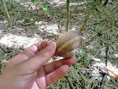 Hemiplecta distincta