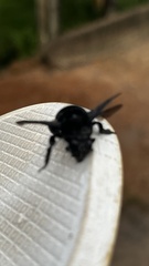 Apinae