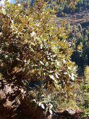 Quercus grisea