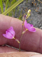 Ixia stricta