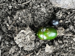 Rutelinae
