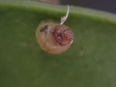 Elasmias wakefieldiae