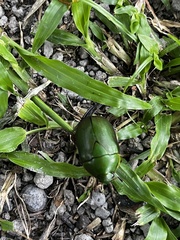 Rutelinae
