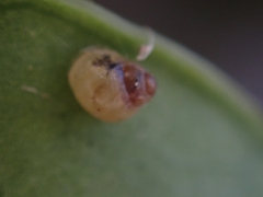 Elasmias wakefieldiae