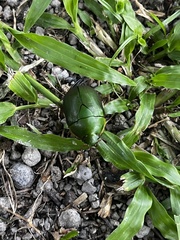 Rutelinae
