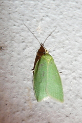 Tortrix viridana