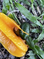 Rutelinae