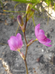 Ixia stricta