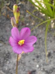 Ixia stricta