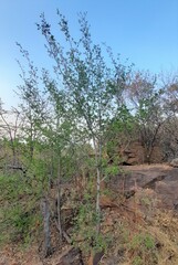 Afrocanthium gilfillanii
