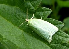 Tortrix viridana
