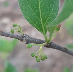 Afrocanthium gilfillanii