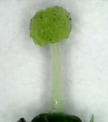 Afrocanthium gilfillanii