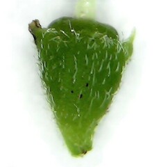 Afrocanthium gilfillanii