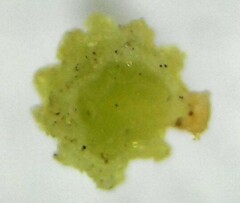Afrocanthium gilfillanii