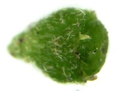 Afrocanthium gilfillanii
