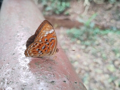 Taxila haquinus