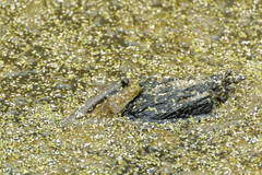 Periophthalmodon schlosseri