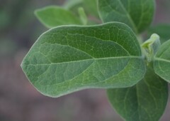Afrocanthium gilfillanii