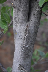 Afrocanthium gilfillanii