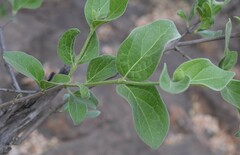 Afrocanthium gilfillanii