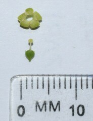 Afrocanthium gilfillanii