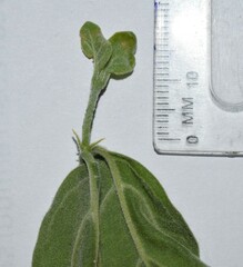 Afrocanthium gilfillanii