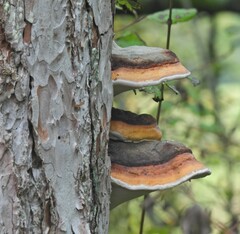 Fomitopsis