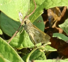 Polites vibex praeceps