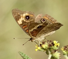 Junonia coenia coenia