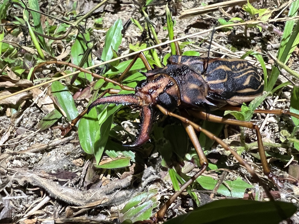 Sabertooth Longhorn Beetle