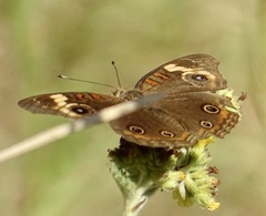 Junonia coenia coenia