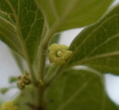 Afrocanthium gilfillanii