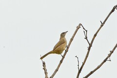 Pycnonotus conradi