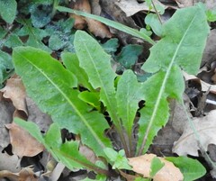 Taraxacum obovatum