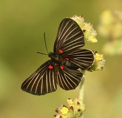 Melanis cephise