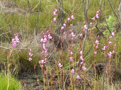 Disa racemosa