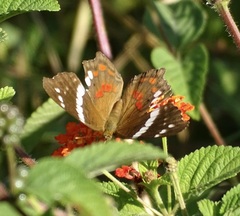 Anartia fatima colima