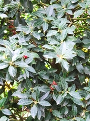Ilex aquifolium