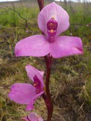 Disa racemosa