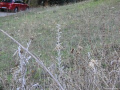 Verbascum pulverulentum