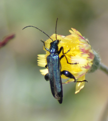 Oedemera