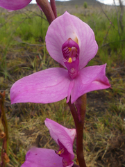Disa racemosa