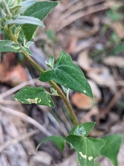 Chenopodium nutans