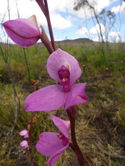 Disa racemosa