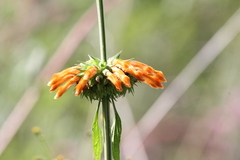 Leonotis