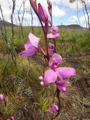 Disa racemosa