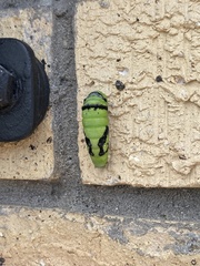 Papilio demodocus demodocus