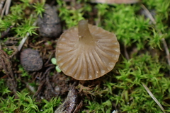 Omphalina