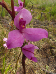 Disa racemosa